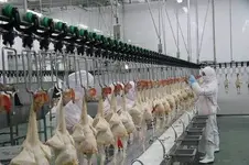 Chicken-Slaughter-Machine-From-China.webp