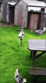 giphy (2).gif