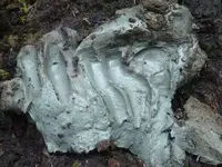 Kisolite Clay.webp