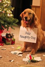 Christmas dog in trouble.jpg