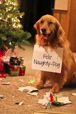 Christmas dog in trouble.webp