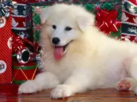 Christmas dog.webp