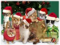 Christmas with 7 cats for Bill.jpg