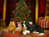 Christmas with cat and dog a.jpg