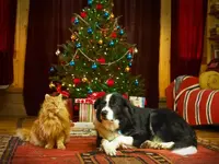 Christmas with cat and dog a.webp