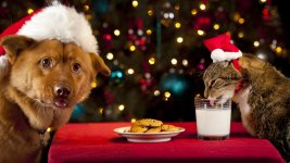 Christmas with cat and dog b.jpg