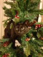 Christmas with cats a.webp