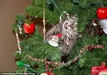 Christmas with cats d.webp