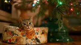 Christmas with cats e.jpg