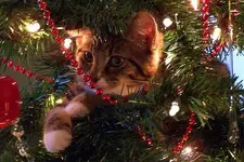 Christmas with cats f.webp