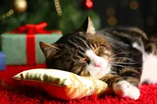 Christmas with cats i.webp