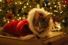 Christmas with cats k.webp