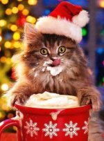 Christmas with cats WD sharing her ice cream.jpg