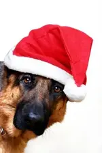 Christmas with dogs c.webp