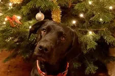 Christmas with dogs d.webp