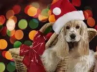 Christmas with dogs e.webp