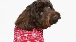 Christmas with dogs f.webp