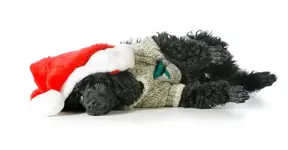 Christmas with dogs g.webp