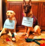 Dogs at Christmas a.jpg