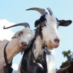 OAU10-53_pair_of_goats_2014-updated-image-400x400.jpg