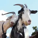 OAU10-53_pair_of_goats_2014-updated-image-400x400.webp