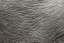 8253589-elephant-skin.webp