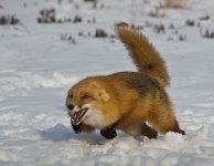 Joe-Giordano_Angry-fox-charging_Medal-1.jpg