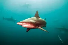 shark_20120402.webp