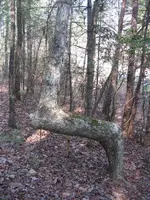 trail marker tree.webp