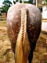 horse tail.webp