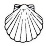 scallop shell 300.webp