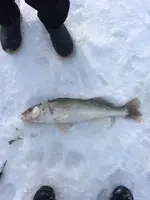 30.5 inch Walleye (Lake Winnipeg) 03-01-2019.webp