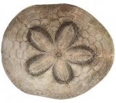 Sand-dollar.jpg