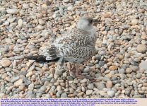 9LDB-Pebbles-Gull.jpg