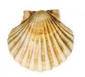 scallop 450.jpg