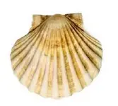 scallop 450.webp