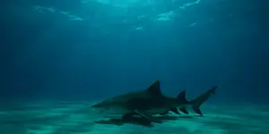 sharks_matthew-d_-potenski.webp