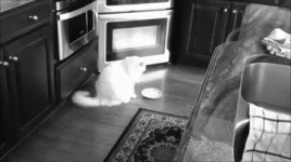 funny-cat-gifs-042-002.gif