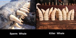 whale teeth.jpg