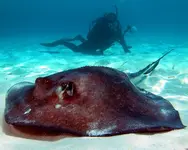 Stuart-Cove-Scuba-Diving-Bahamas-5.webp