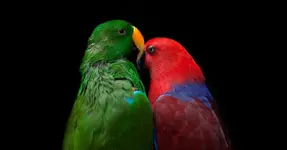 31mag-31parrots-t_CA2-facebookJumbo.webp