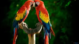 37204051-pictures-of-parrots.webp