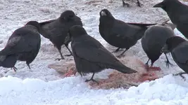 murder of crows.webp