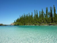 0_Araucaria_columnaris_New_Caledonia.jpg