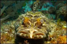 crocodile-fish-gili-air-divers-00281-sur-10029.webp