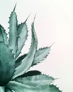 agave.webp