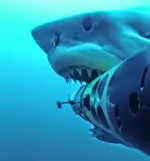 guadalupe mexico island white shark sharks video videos image images attack attacks fishing b...webp