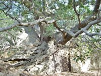 Mystery Rock Oak Tree Roots.jpg