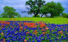 Bluebonnets and Indian Paintbrush.1.jpg