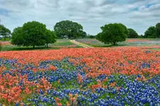 Bluebonnets and Indian Paintbrush.2.webp